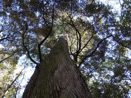 伊勢神宮内宮12 「アバター」の魂の木のような神宮杉