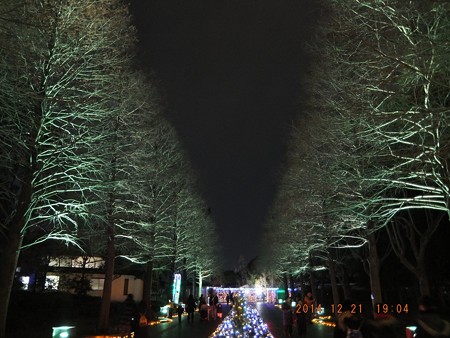 長居植物園ガーデンイルミネーション02
