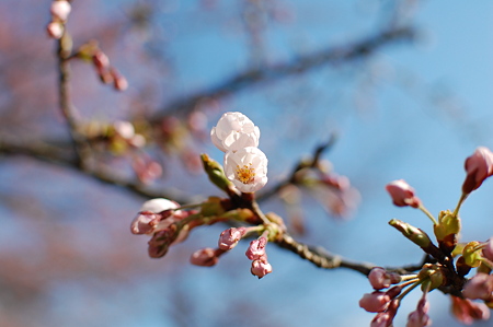 桜
