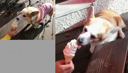 コギコギ