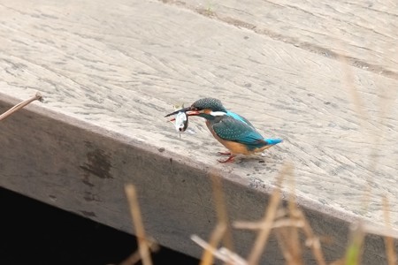 2014.11.20　和泉川　カワセミ