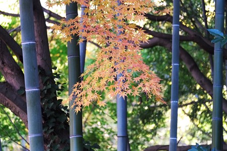 2014.12.05　帷子川親水緑道　紅葉