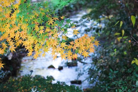 2014.12.05　帷子川親水緑道　流れの上に紅葉