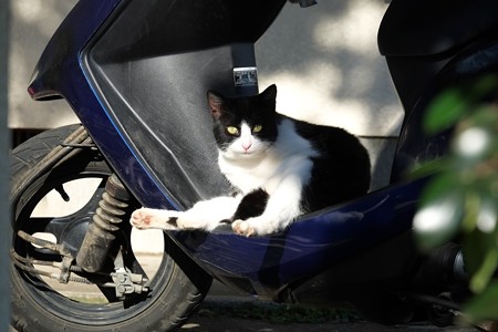 2014.12.08　追分市民の森　スクーターに猫