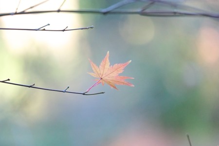 2014.12.17　和泉川　低気圧突風にモミジ