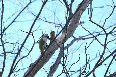 2015.01.16　和泉川　アオゲラ