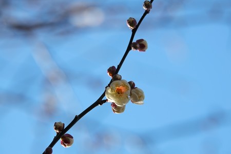 2015.01.16　和泉川　ウメ　一輪