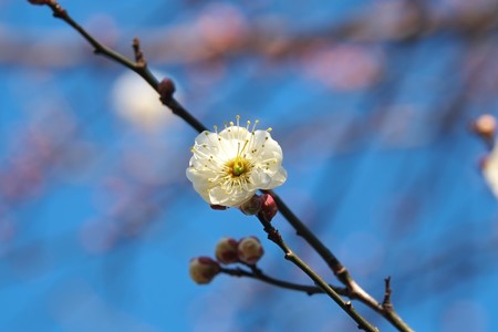 2015.01.16　和泉川　ウメ