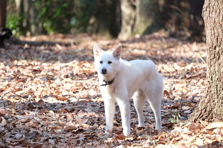 2015.01.17　瀬谷市民の森　白い犬