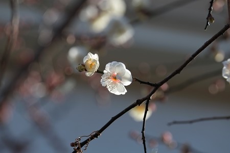 2015.01.25　和泉川　ハクバイ