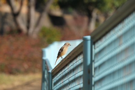 2015.01.27　和泉川　河川のフェンスにジョウビタキ