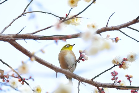 2015.01.27　和泉川　梅へメジロ