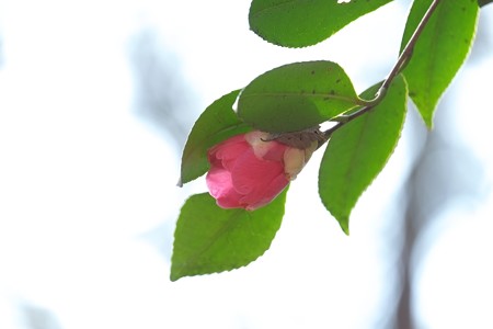 2015.02.04　瀬谷市民の森　ヤマツバキに枯葉