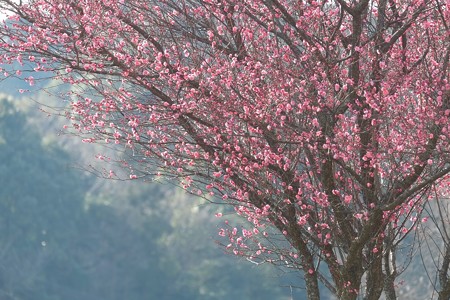 2015.02.04　追分市民の森　キャベツ畑　紅梅