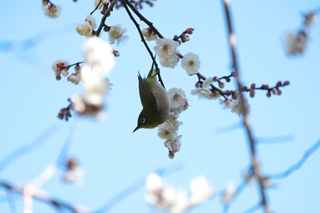 2015.02.06　和泉川　梅にメジロ　花蜜探し
