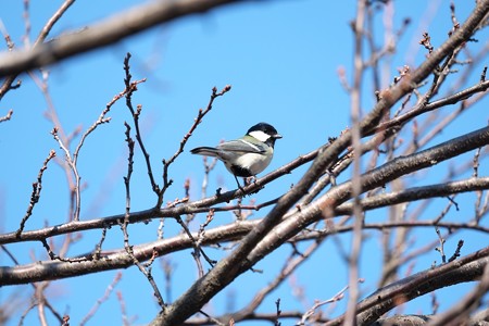 2015.02.11　和泉川　桜にシジュウカラ