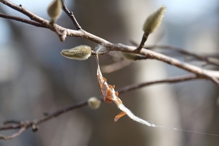 2015.02.16　和泉川　コブシの枝に枯葉で営巣