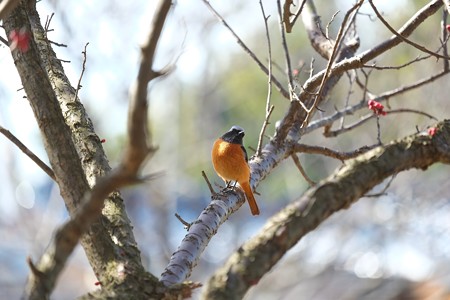 2015.02.16　和泉川　梅にジョウビタキ　待ち人来たらず