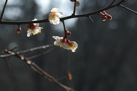 2015.02.23　瀬谷市民の森　梅　雨あがる