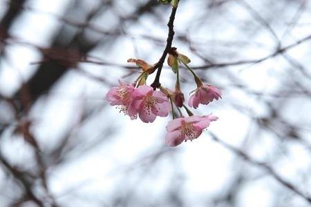 2015.02.24　長屋門公園　河津桜