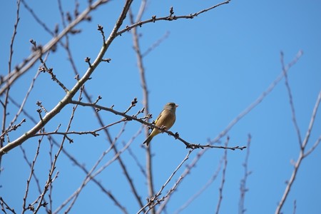 2015.02.28 追分市民の森 桜にカワラヒワ