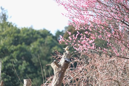 2015.02.28 追分市民の森 梅前枯木にモズ