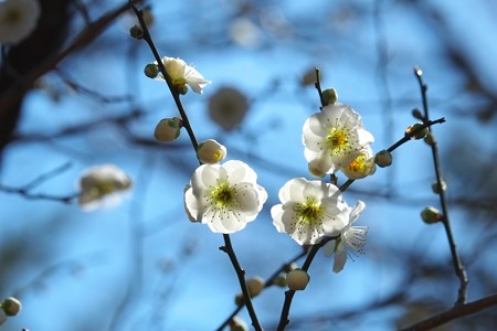 2015.03.02　大池公園　ウメ　古木