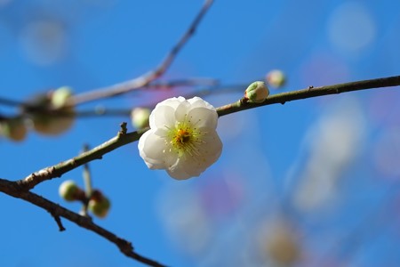 2015.03.02　大池公園　ウメ　緑