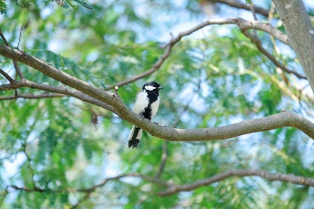 2017.09.05　和泉川　ねむの木にシジュウカラ