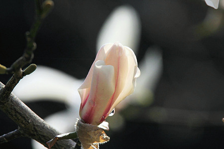 2010.03.26　和泉川　シデコブシ