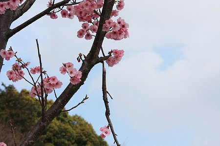 2010.03.29　和泉川　桜　ポキッ