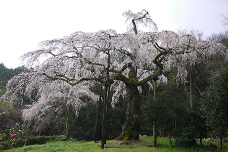 2010.04.01　小田原　長興山　枝垂桜