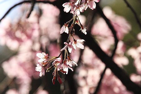 2010.04.08　和泉川　枝垂桜　もう少し
