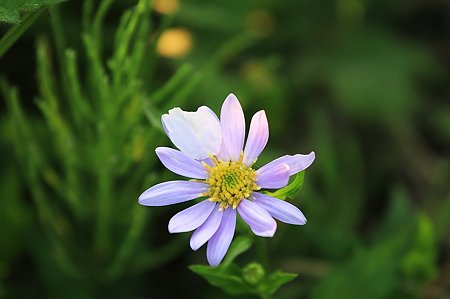 2010.04.25　和泉川　ミヤコワスレにさくらの忘れ物