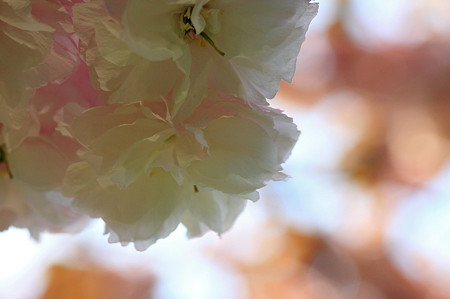 2010.04.26 和泉川 八重桜-1