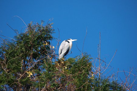 2011.01.06　和泉川　アオサギ