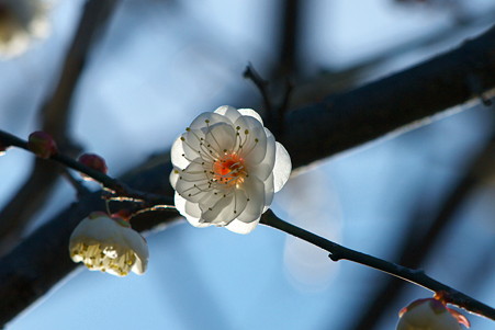 2011.01.06　和泉川　梅