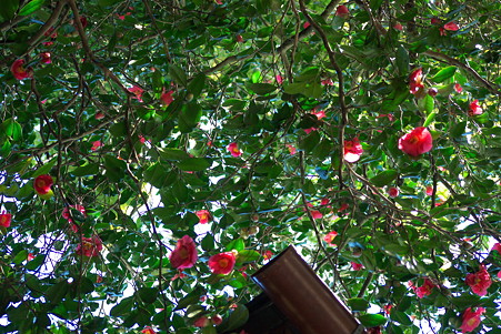2011.03.04　鎌倉　報国寺　軒下に椿