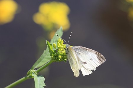 2011.04.17　和泉川　菜の花にモンシロチョウ