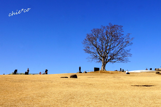 吾妻山公園-148