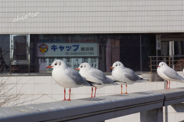 関内~野毛~吉田町さんぽ-122