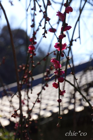 常立寺-152