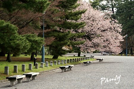 しだれ桜・・21 京都御苑 2010