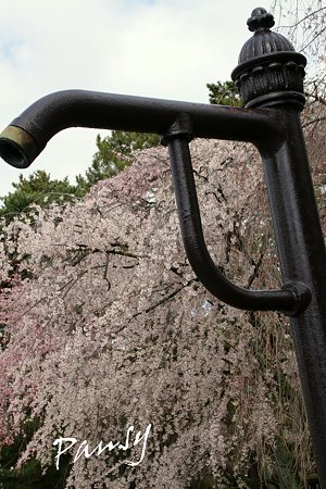 しだれ桜・・22 京都御苑 2010