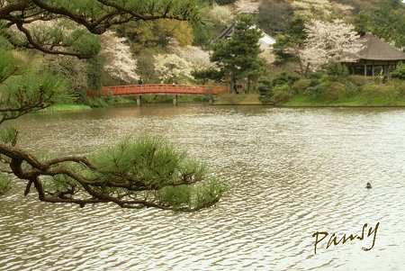 桜咲く・・三渓園・・4