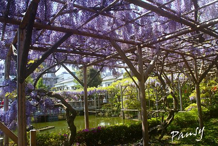 花盛りの藤棚・・