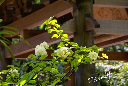 新緑の海蔵寺・・4