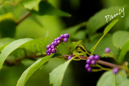 染まり始めた・・小紫（コムラサキ）・・