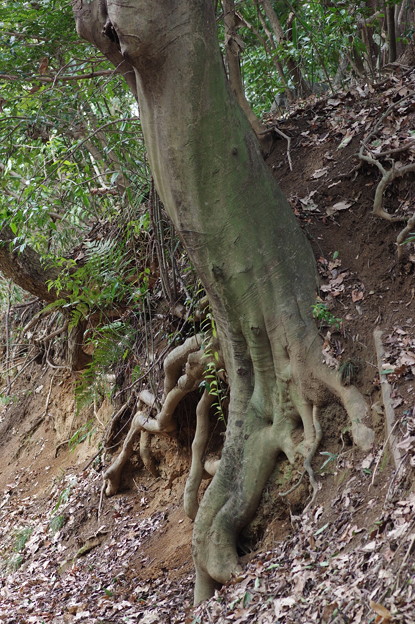 えぐれている木の根