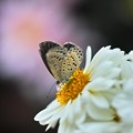 花と蝶４